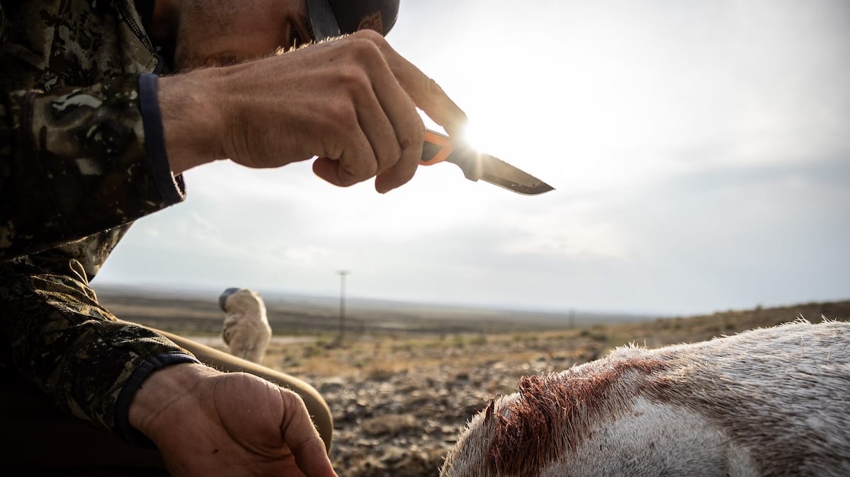How to Field Dress a Deer with a Replaceable-Blade Knife