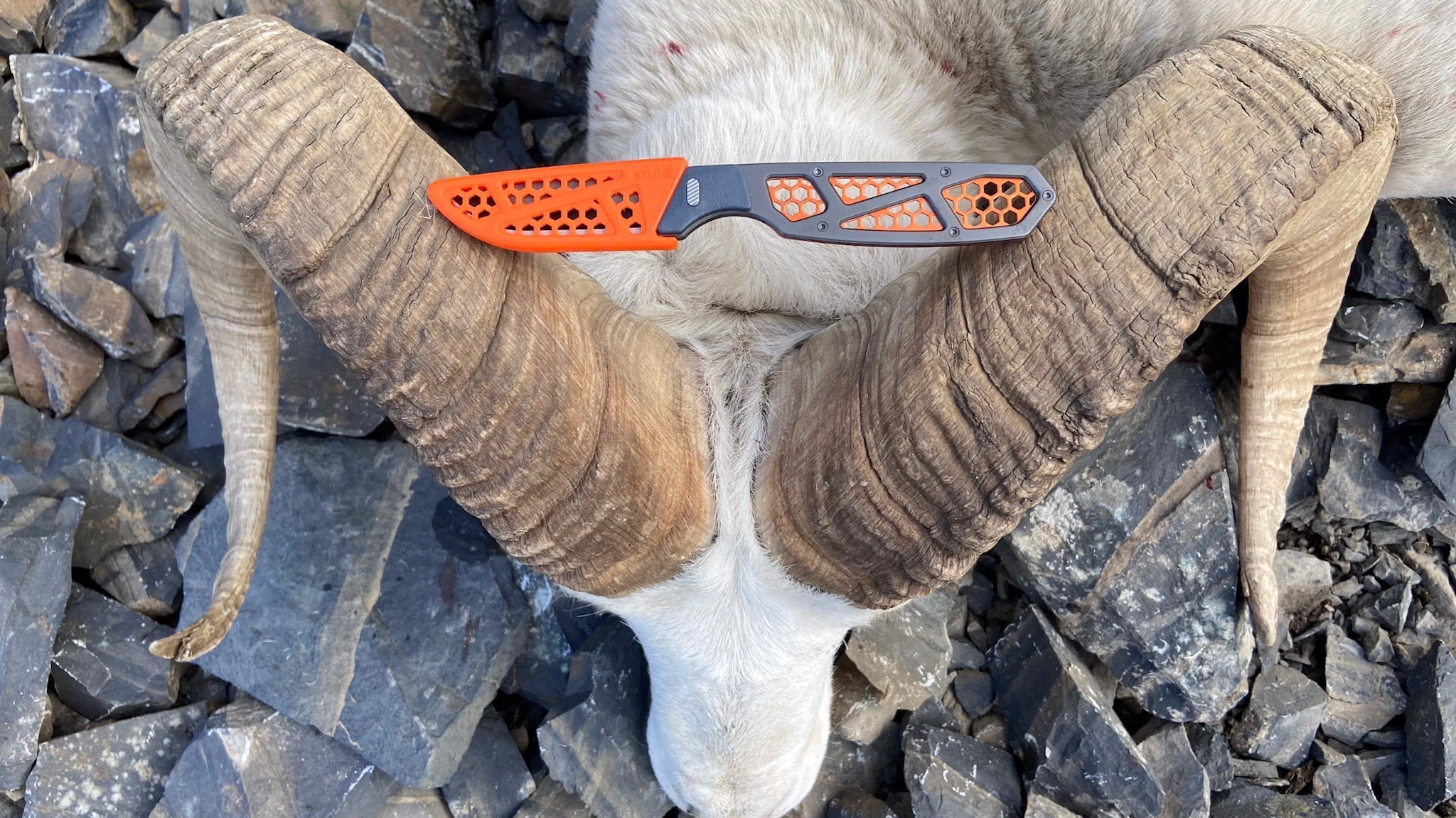Outdoor Edge RazorAPX replaceable blade hunting knife sitting the the dead of a dall sheep ram.