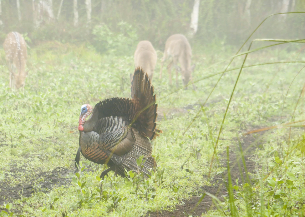 A wild turkey stands in a green, grassy field