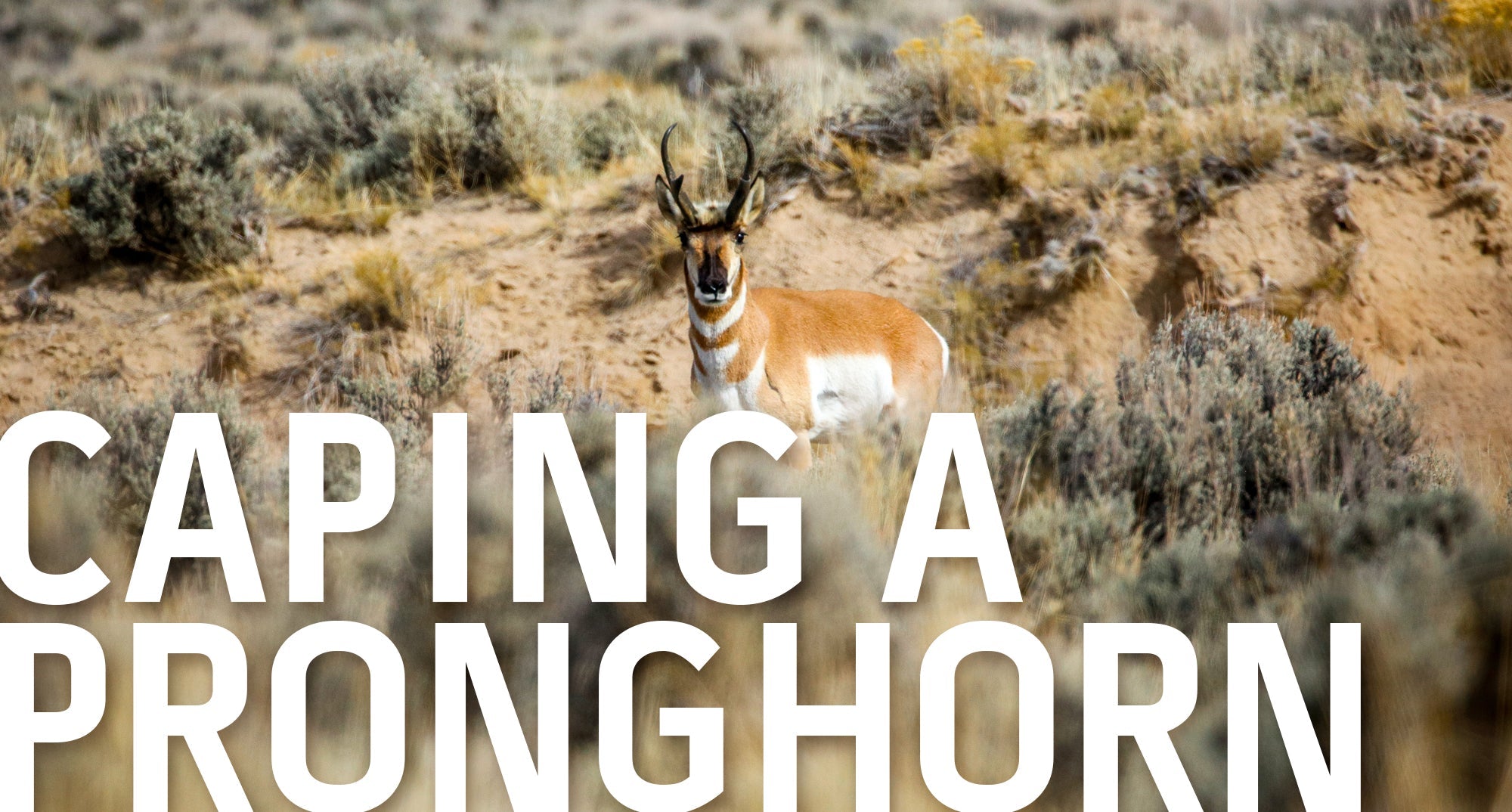 A promotional image with the text "CAPING A PRONGHORN" laid over a photo of a pronghorn antelope standing in a sagebrush environment