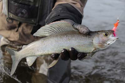 Nushagak River Fishing Lodge