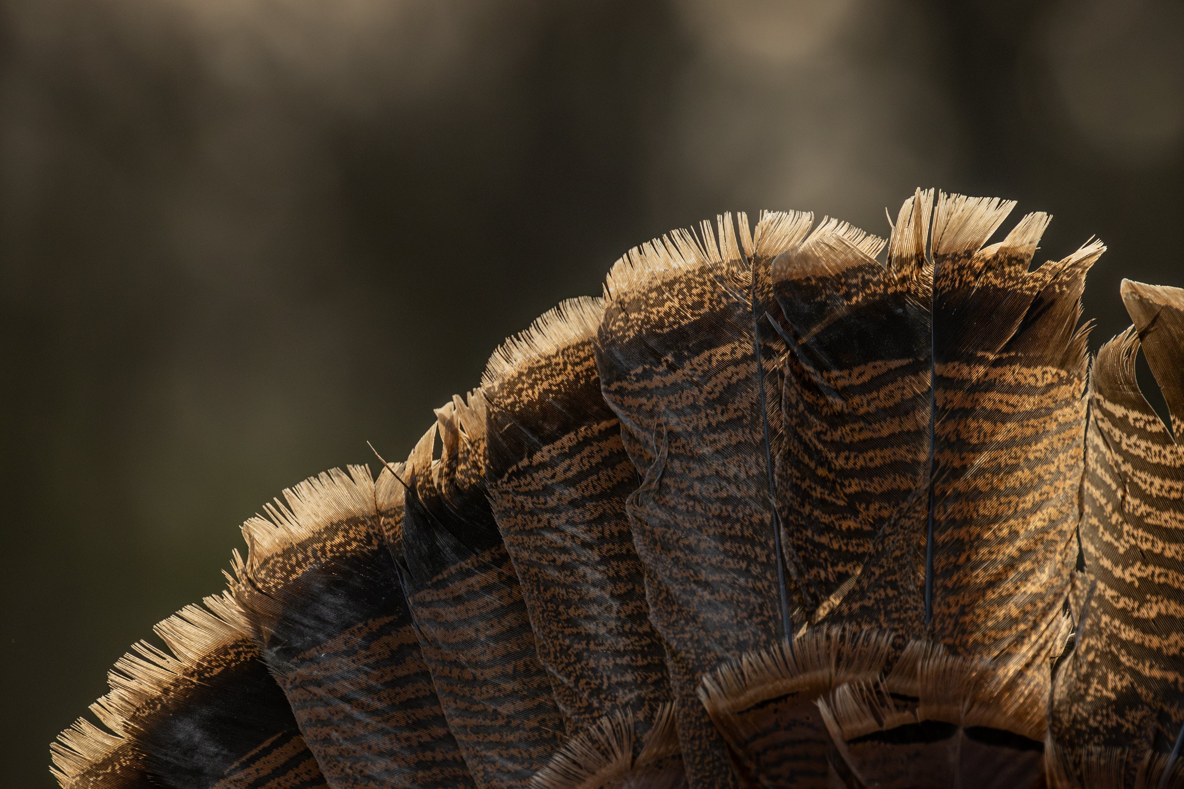 The ultimate guide to turkey hunting