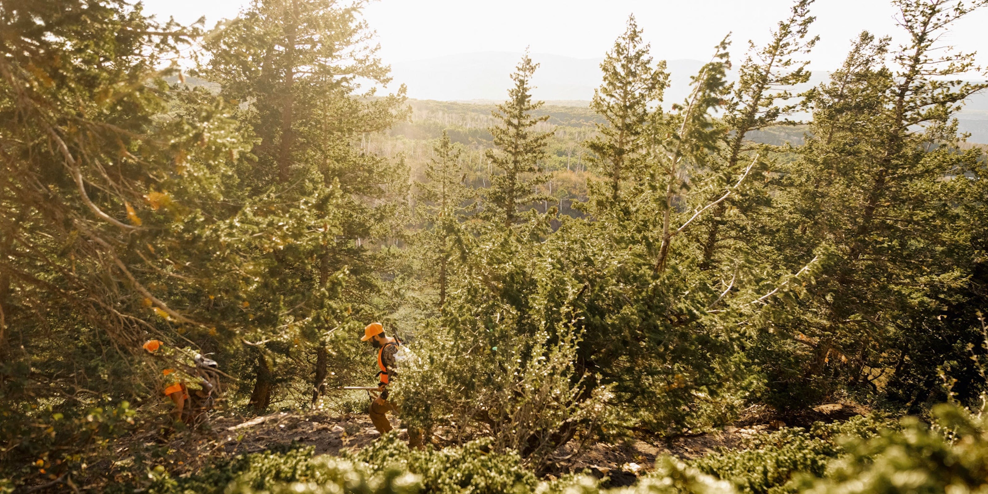 "A sunny, wooded landscape with pine and juniper trees."
