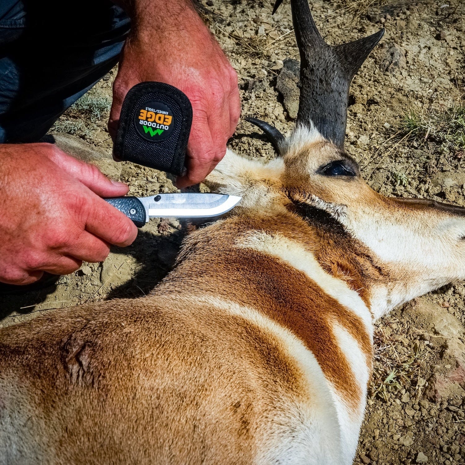 "A hunter using a blue-handled Outdoor Edge folding knife to skin a pronghorn antelope."