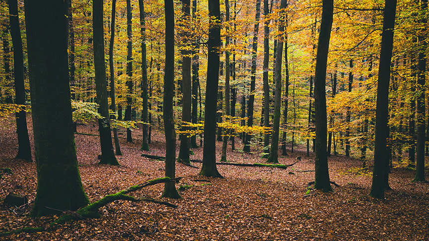 A tranquil forest scene with tall, thin tree trunks and a floor covered in brown and orange fallen leaves, with yellow and green foliage in the background. 