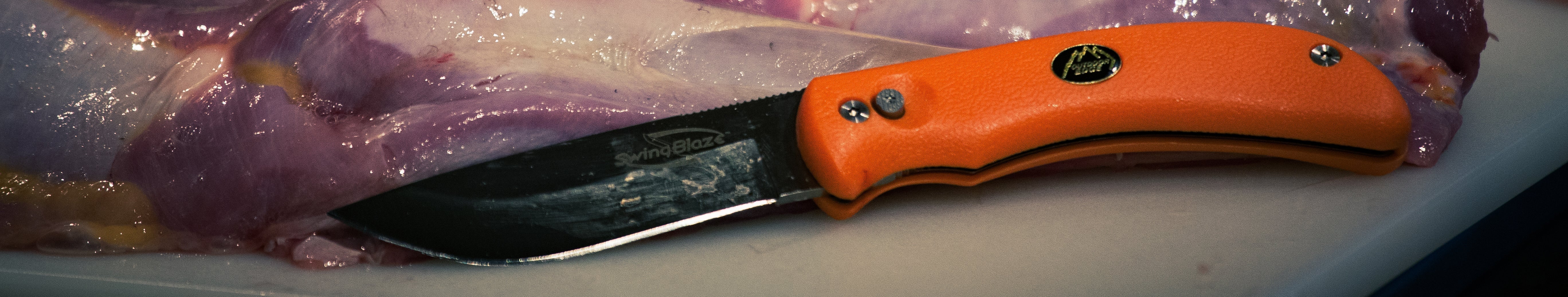 A wild turkey walking through a sunlit green pasture