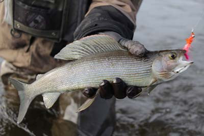 Blog-Nushagak River Fishing Lodge-Outdoor Edge