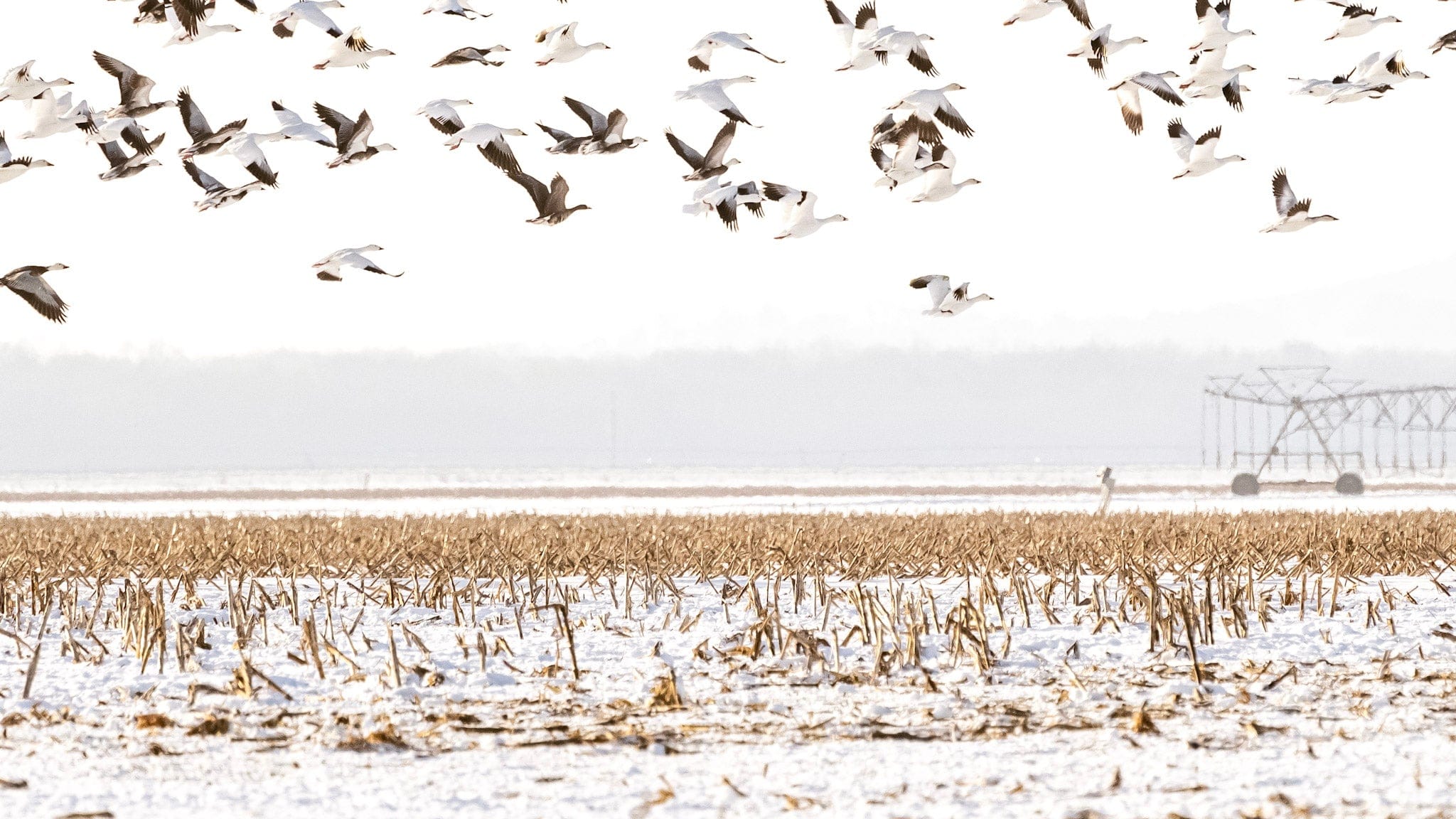Birds flying over a snowy field with a water tower in the background